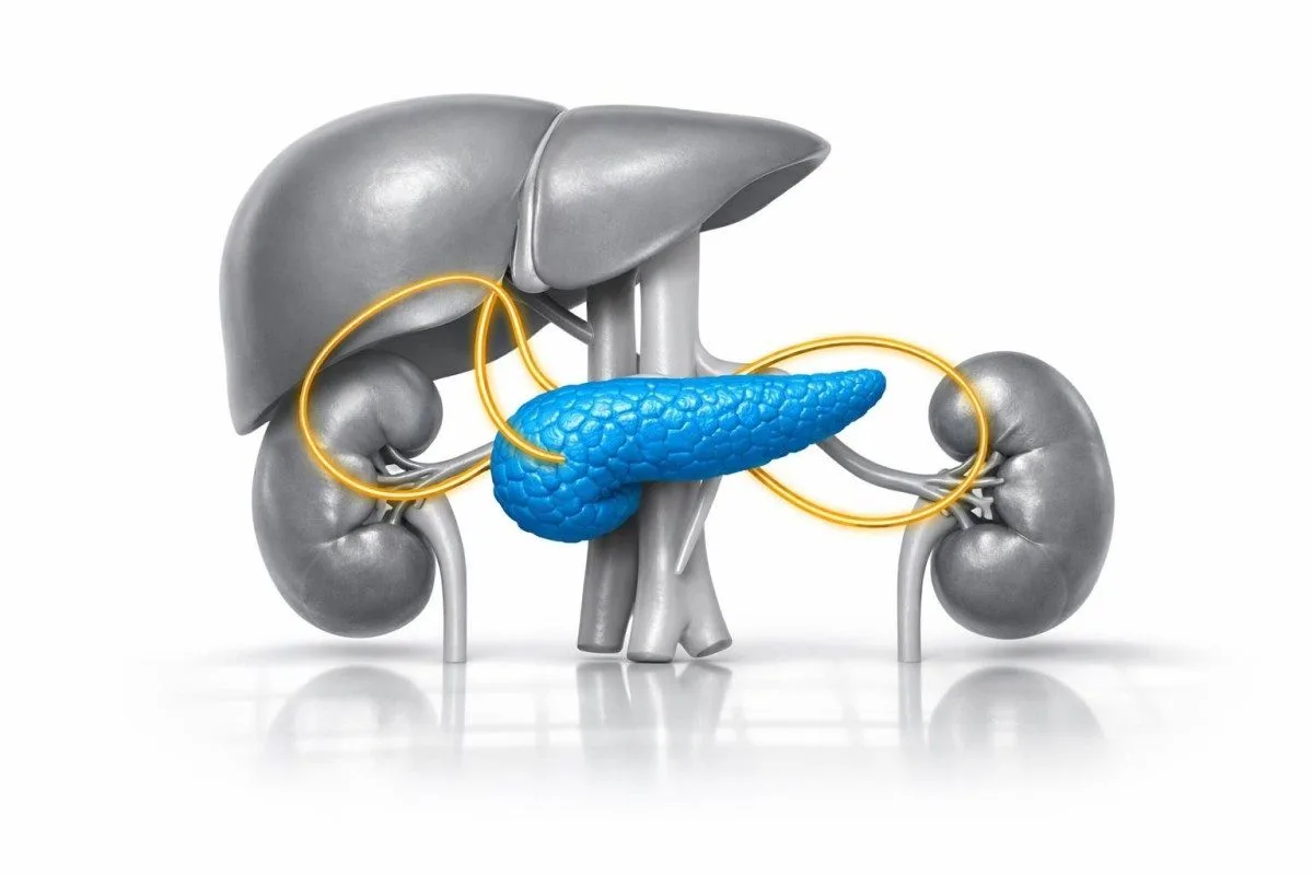 Páncreas, hígado y riñones destacados juntos como órganos acompañantes en el seguimiento de la diabetes