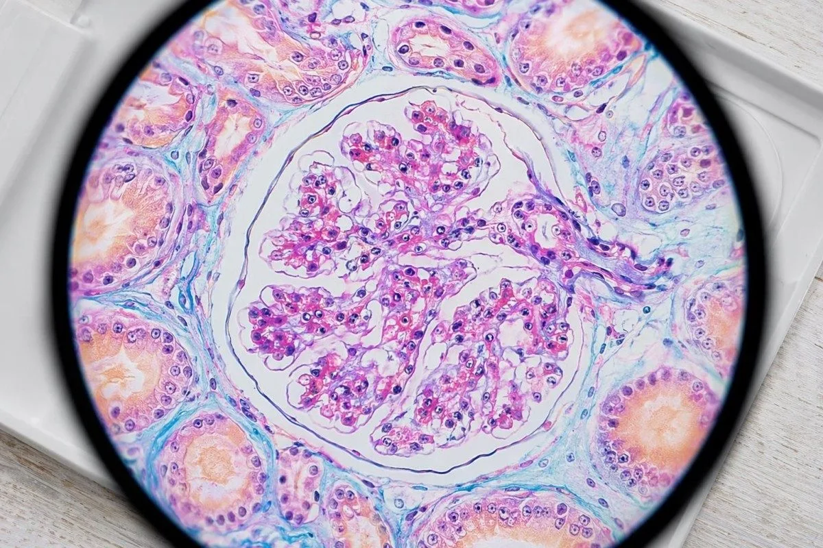 Escena de revisión médica do intervalo normal de eGFR con documentos de investigación sobre o ril e materiais de validación do laboratorio