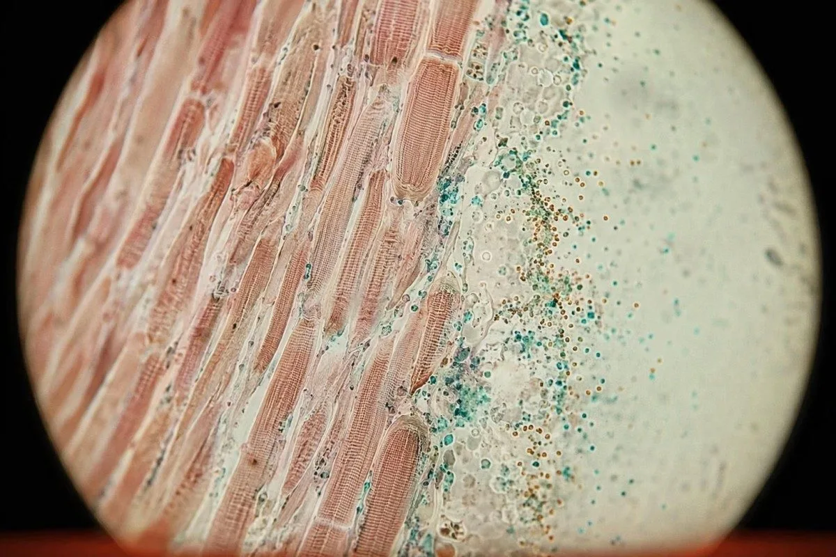 Fonti alimentari di creatina e scelte nutrizionali adatte ai test di laboratorio per chi usa integratori